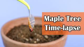 Maple Tree Growing From Seed (138 Days Time Lapse)