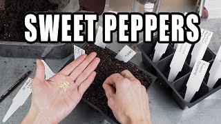 February Seed Starting | Sweet (Annuum) Peppers