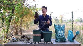 月季裸根苗种植细节【天狼说月季】