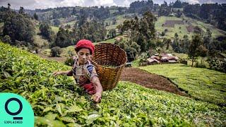 The Business of Kenyan Tea Farmers