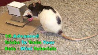 10 Advanced Tricks To Train Your Rats - Mini Tutorials