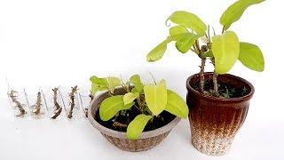 Philodendron Lemon Lime / Orlando Propagation by Cuttings in Soil and Water