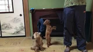 Puddle puppies are walking as two foots.