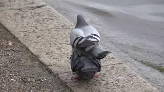 Feral Pigeon courtship and mating