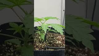 How I came full circle - hydro to organic to hydro again