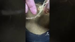 عنكبوت الجمل (الشبث) غير سام