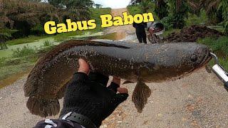 Pecah REKOR ...!!! Strike Gabus Babon | 23 Januari 2024