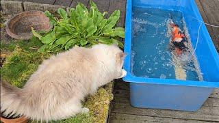 Cats Welcoming Their New Friend