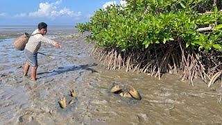 Hand Catching Mud Crabs | Low Tide Mud Crab Fishing