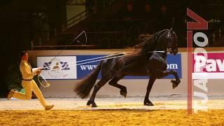 TJARDO TJAARDA483 FRISIAN BREEDING STALLION KFPS ZUCHTHENGST