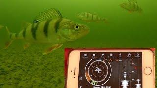 Обзор и реальный тест эхолота диппер Deeper Sonar Pro Plus на рыбалке  Подводные съемки