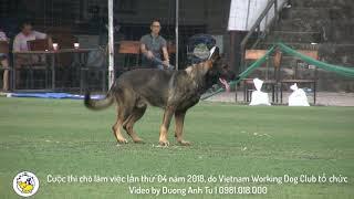 Bosco vom Haus Pham (Obedience)