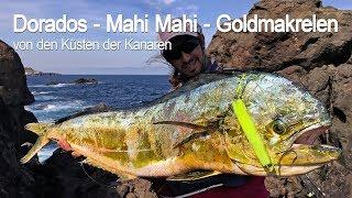 DORADOS - Mahi Mahi - Goldmakrelen: Spinnfischen vom Ufer!!! Shore Spinning Gran Canaria!