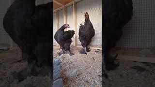 Jet Black Brahma young pair