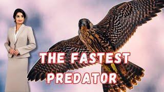 Peregrine Falcon The Fastest Predator #trending #shorts