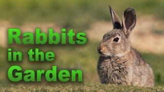 Rabbits in the Garden – Family Plot