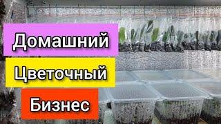 ДОМАШНИЙ ЦВЕТОЧНЫЙ БИЗНЕС/выращивание ФИАЛОК/ЧТО СТАЛО С ФИЛОДЕНДРОНОМ?!