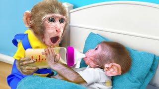 KiKi Monkey Take Care of Brother as Good Nanny in 24 Hours Life Swap | KUDO ANIMAL KIKI