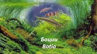 Много разных боций в аквариуме 240 л #Botia#loaches