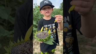 Carson Lee knows his stuff! #farmfacts #farming #farmingfamily #sunflower