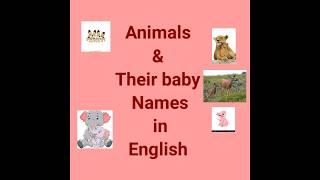 Animals & their baby names in English #shorts #Neetu #educational #Neetu'sKnowledgebasket