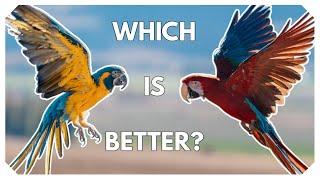 Green Wing Macaws vs Blue Throat Macaws - Which is BETTER?