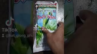 Hạt giống bắp nếp Bạch Ngọc / Hạt giống bắp nếp / Hạt giống ngô nếp / Hạt giống bắp / Hạt giống ngô