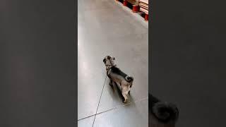 Stanley in ￼Home Depot #pugsofyoutube #homedepot #cutedog #cute #cutepug