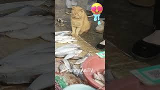 funny cat ,Cat wants to eat fish,Cat drools, #animals #cats #cute #cutecats #catvideos #cuteanimals