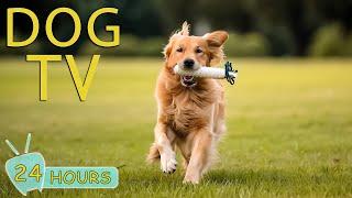 DOG TV: Entertainment Video for Dogs - Ease Your Dog's Anxiety With our Ultimate Music Collection