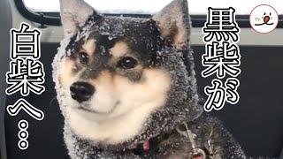 黒柴さん「全部雪のせい…」