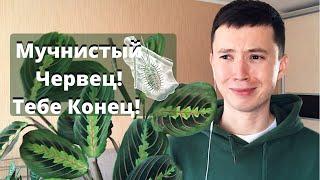 Мучнистый Червец » Как бороться? » Мой опыт