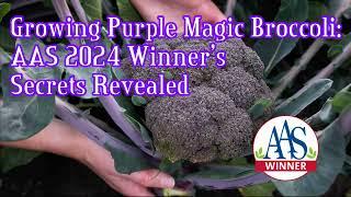 Growing Purple Magic Broccoli  2024 AAS Winners Revealed