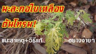 มะละกอใบเหลือง ต้นโทรมเกิดจากอะไร?แก้ไขอย่างไร?..มีคำตอบให้