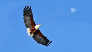 BIG FIVE and BIRDS in Kruger National Park (French, Season 11).