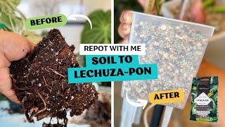 Transferring Two Rare Plants From Soil to Lechuza-Pon in Self Watering Planters