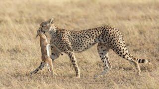 Most Amazing Big Cats Hunting Attack Compilation   Cheetah Lions Jaguar Leopard