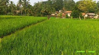 ga nyangka se enak ini kalo pagi hari di persawahan/pedesaan Jawa Barat Indonesia