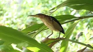 Little Bittern visits our dam in Maleny, Qld