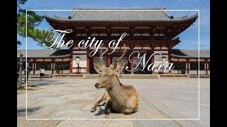 Must Visit DEER PARK in Japan - NARA