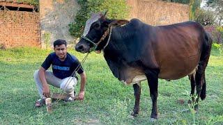 Cow Ka Hamare Pass Pehla Din | Naam Rakh Diya ?