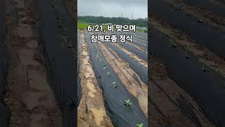 6/21, 비 맞으며 참깨모종 정식, 모종이 없어요.