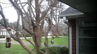 Ozarks Gray Squirrel Does Tricks for Treats 3