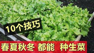 【种生菜】教您春夏秋冬都能种好生菜(10多种), 10个建议 Growing perfect lettuce all year around