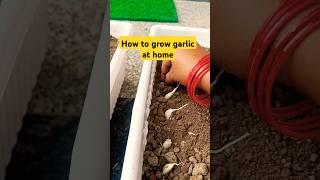 Grow garlic#shorts#youtube shorts#viral video#trending