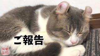 【緊急】そり耳猫もすけが血を吐いてしまいました
