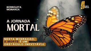 Borboleta Monarca: Uma Odisseia de 5000 km | Documentário HD Sobre a Maior Migração de Insetos