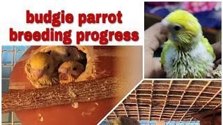 budgie parrot breeding progress || GS Birds Info ||