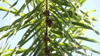 Wahlberg's epauletted fruit bat