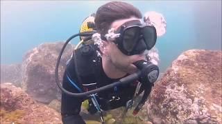 Barracudas*(Diving Gran Canaria-Sardina del Norte)